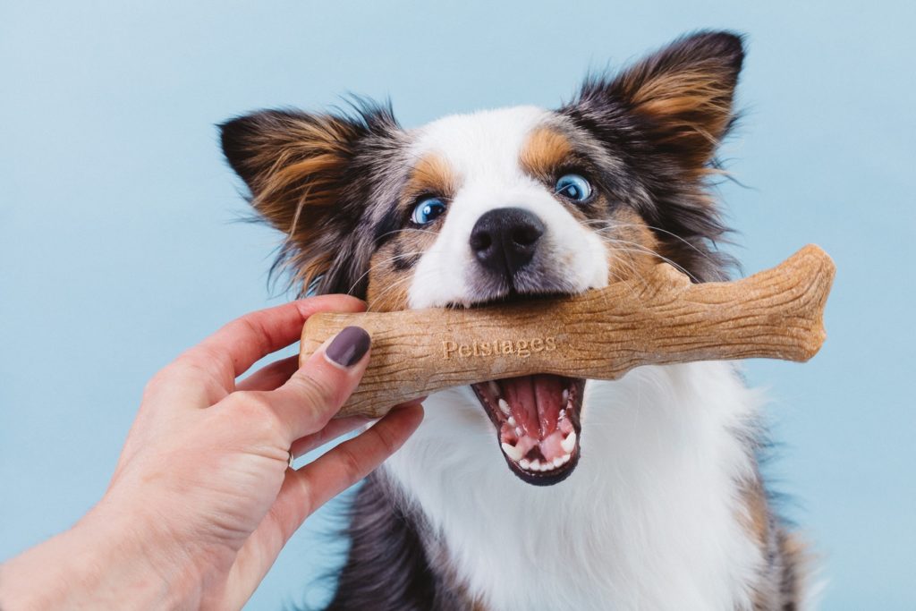 Wood For Dogs To Chew at Helen Robbins blog