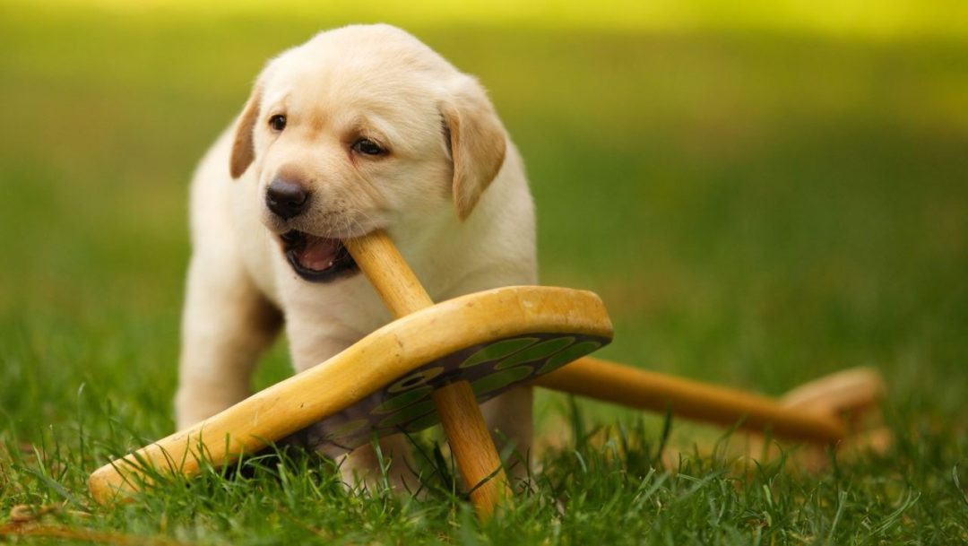 besttoysforpuppies Dog Toys Advisor