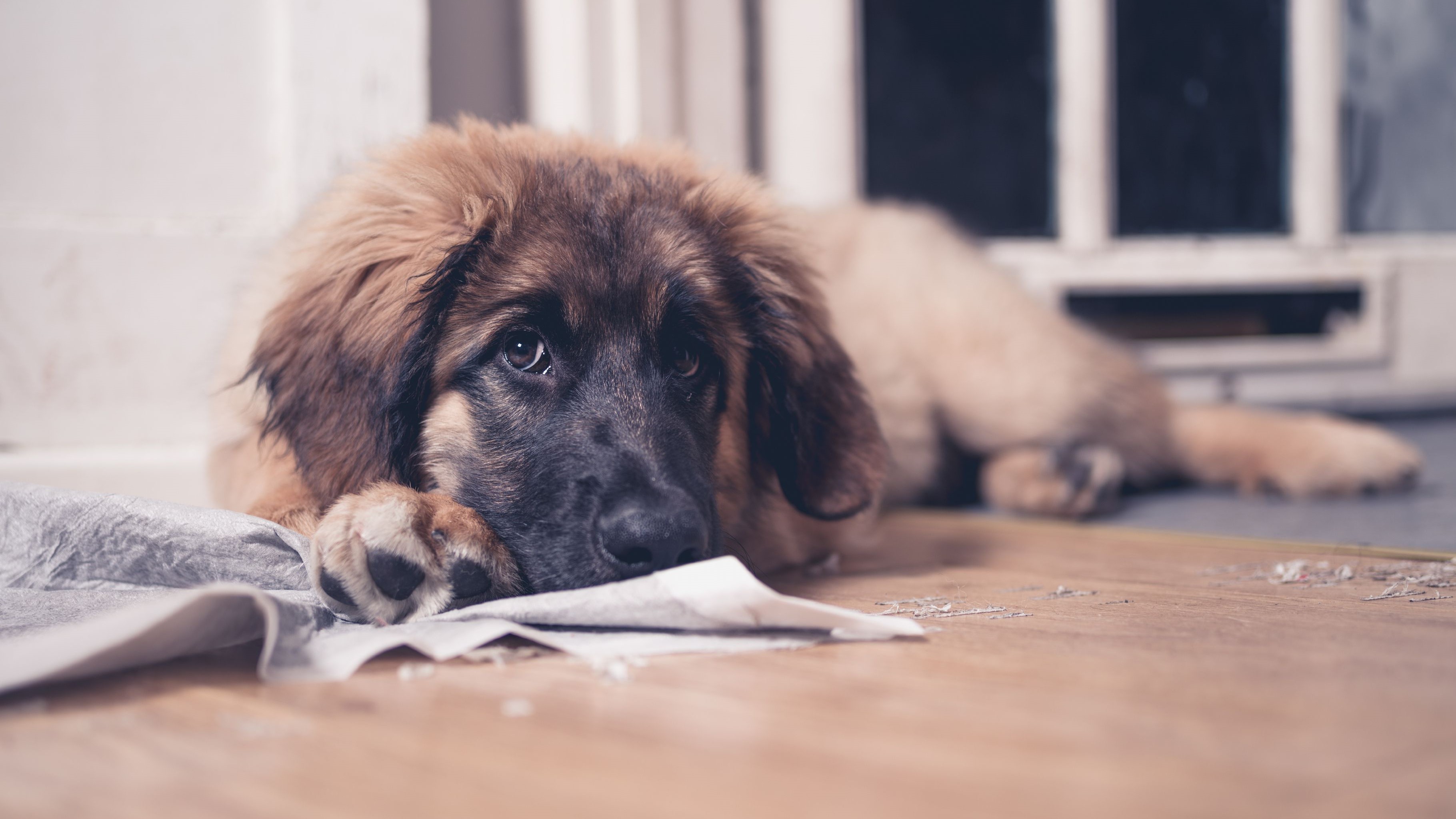 dog peeing on pillows