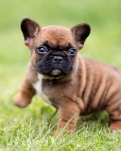 20 Cutest Dog Breeds Around the World | Dog Toys Advisor