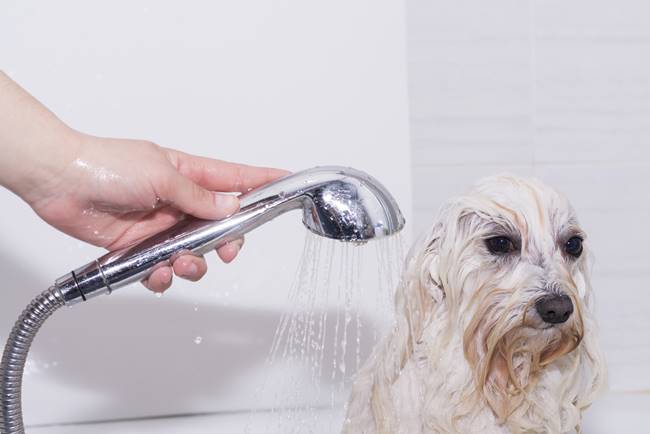 Funny Dogs Who Don't Want To Take A Bath 