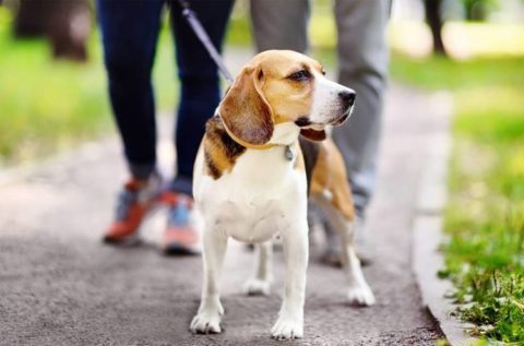 3 Easy Steps To Stop Your Dog Pulling On The Leash | Dog Toys Advisor
