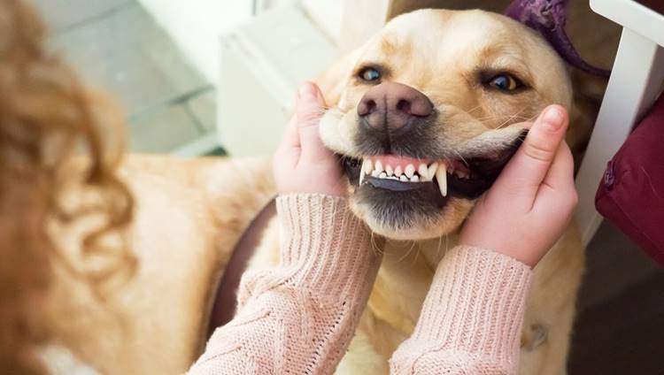 how-to-clean-your-dog-s-teeth-without-brushing-dog-toys-advisor