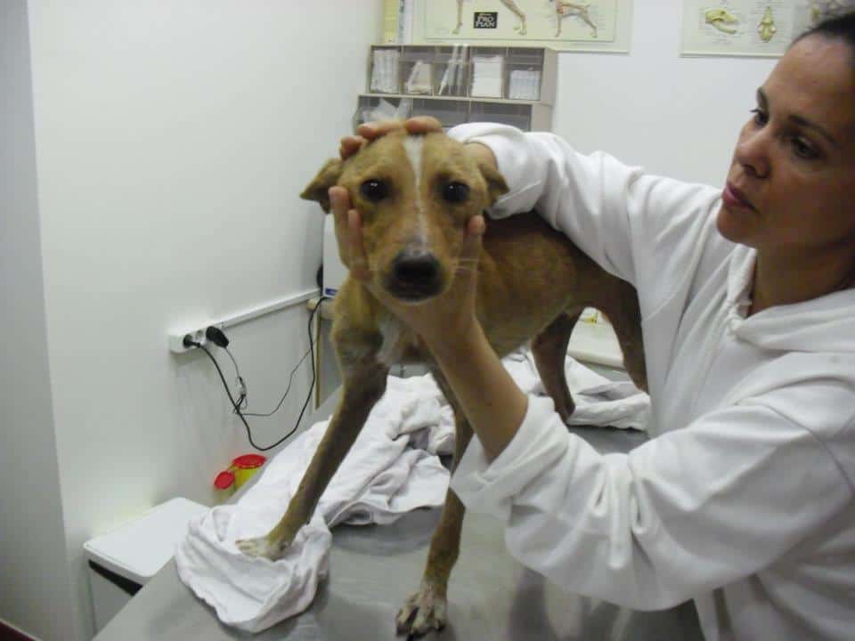 ProfessionalDentalCleaningProcedure Dog Toys Advisor