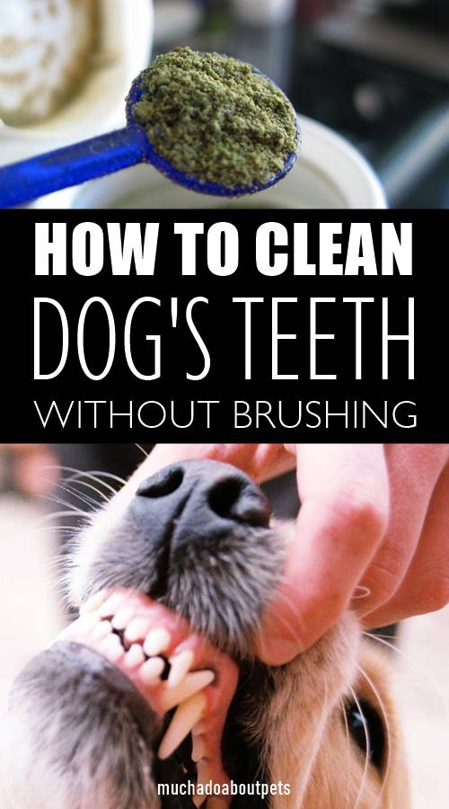 clean-dogs-teeth-without-brushing-dog-toys-advisor