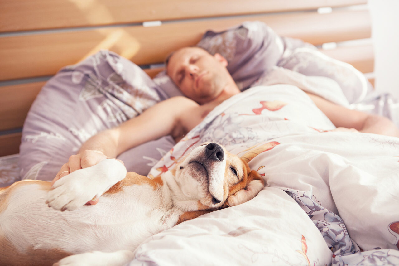 9 Reasons Your Dog Should Sleep With You Dog Toys Advisor
