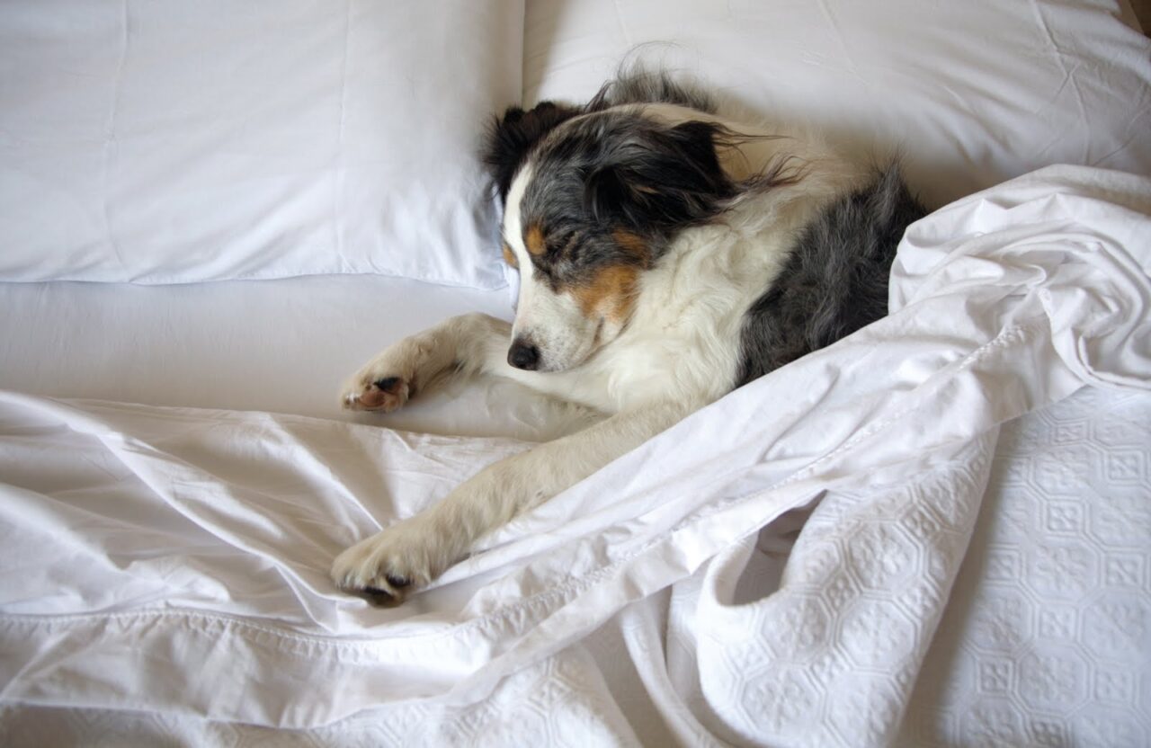 9 Reasons Your Dog Should Sleep With You Dog Toys Advisor
