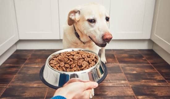 10 Surprisingly Dangerous Foods For Dogs | Dog Toys Advisor